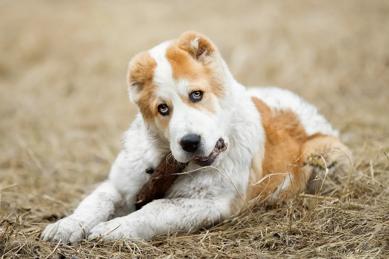Buying a Central Asian Shepherd puppy means taking responsibility! Buy Central Asian Shepherd puppies.