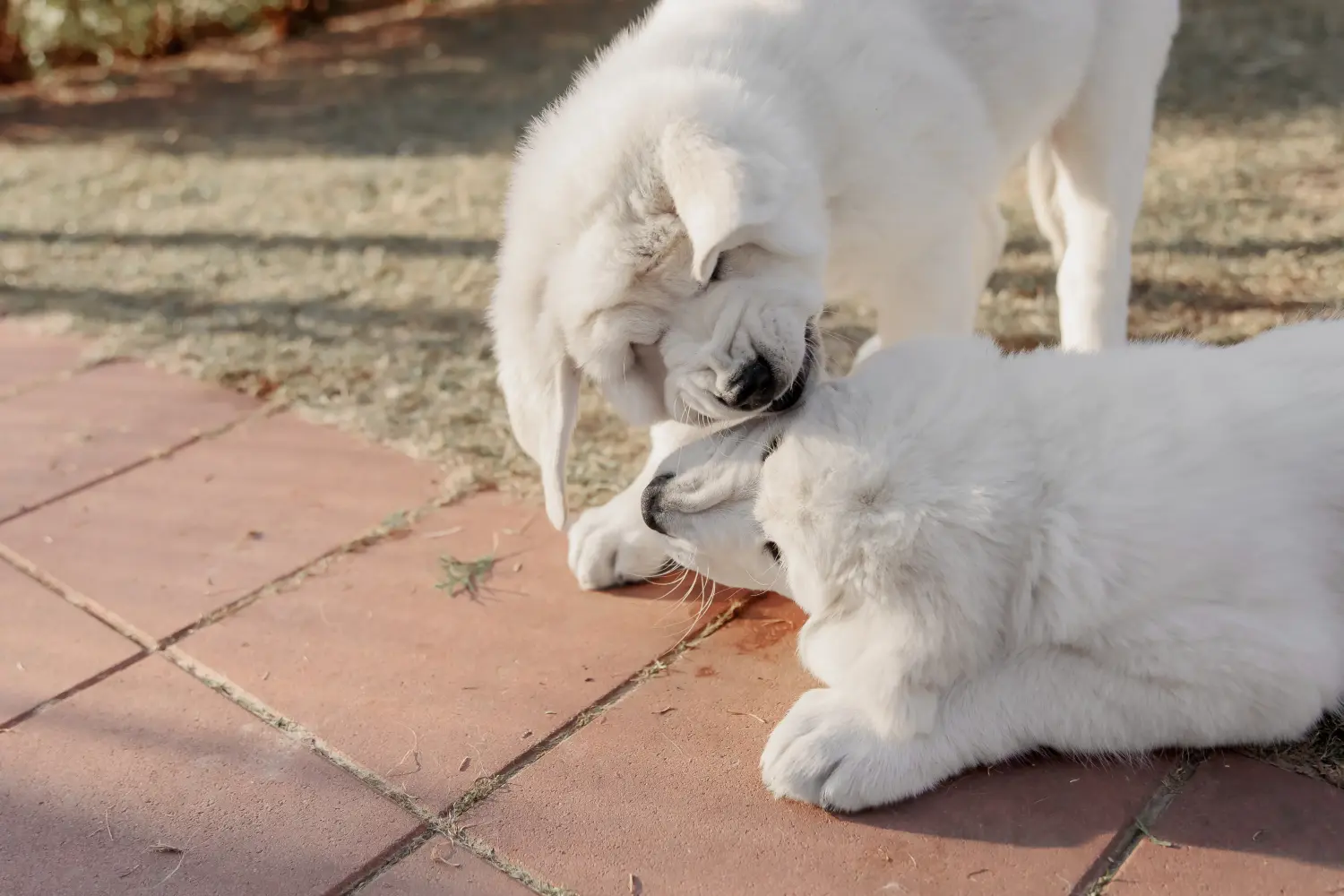 Buying a Central Asian Shepherd puppy means taking responsibility! Buy Central Asian Shepherd puppies.