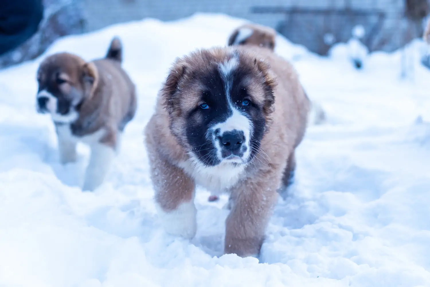 Buying a Central Asian Shepherd puppy means taking responsibility! Buy Central Asian Shepherd puppies.