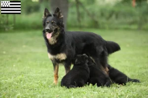 Read more about the article Chodský pes breeders and puppies in Brittany