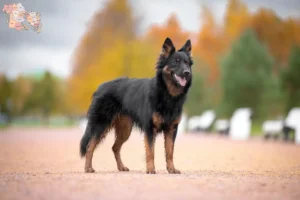 Read more about the article Chodský pes breeders and puppies in Syddanmark