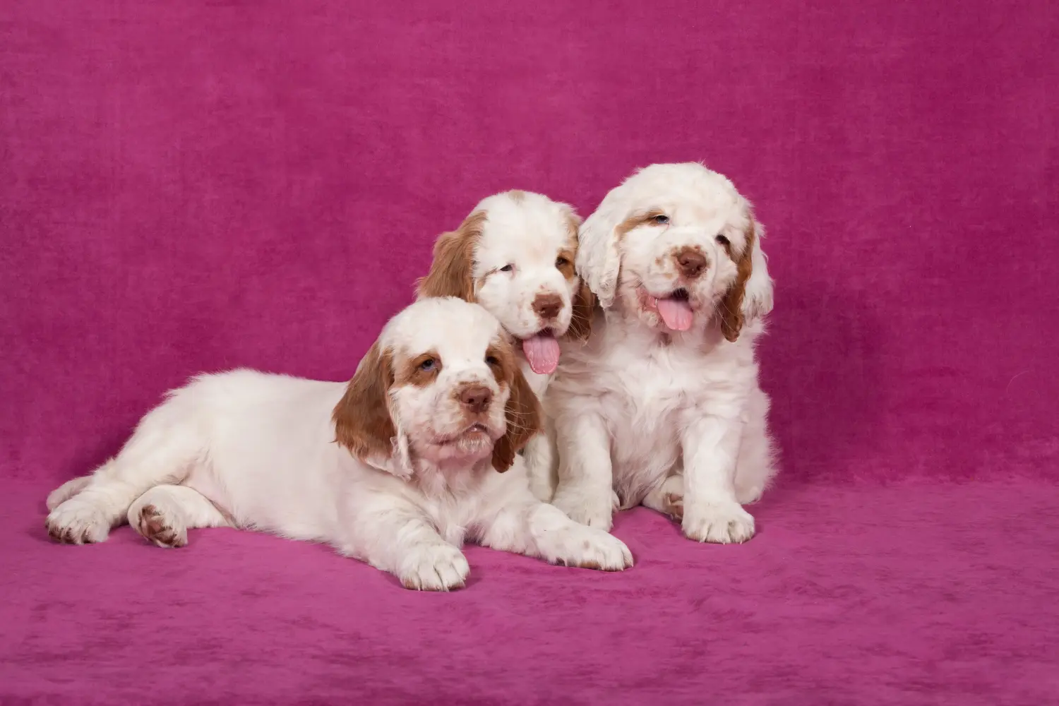 Buying a Clumber Spaniel puppy means taking responsibility! Buy Clumber Spaniel puppies.