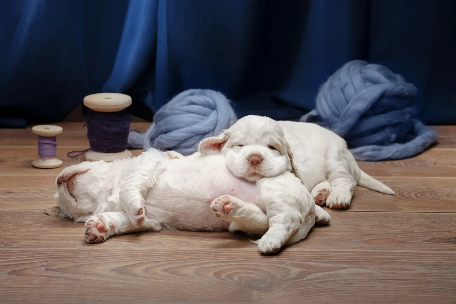 Buying a Clumber Spaniel puppy means taking responsibility! Buy Clumber Spaniel puppies.