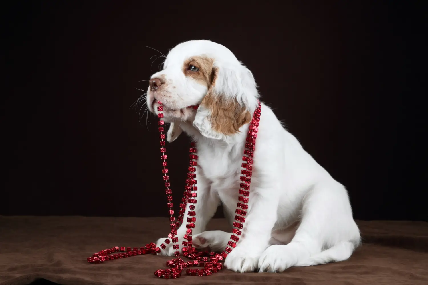 Buying a Clumber Spaniel puppy means taking responsibility! Buy Clumber Spaniel puppies.
