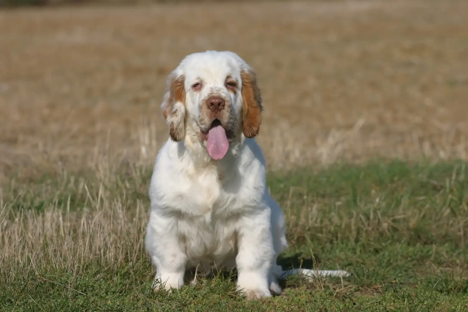 Buying a Clumber Spaniel puppy means taking responsibility! Buy Clumber Spaniel puppies.