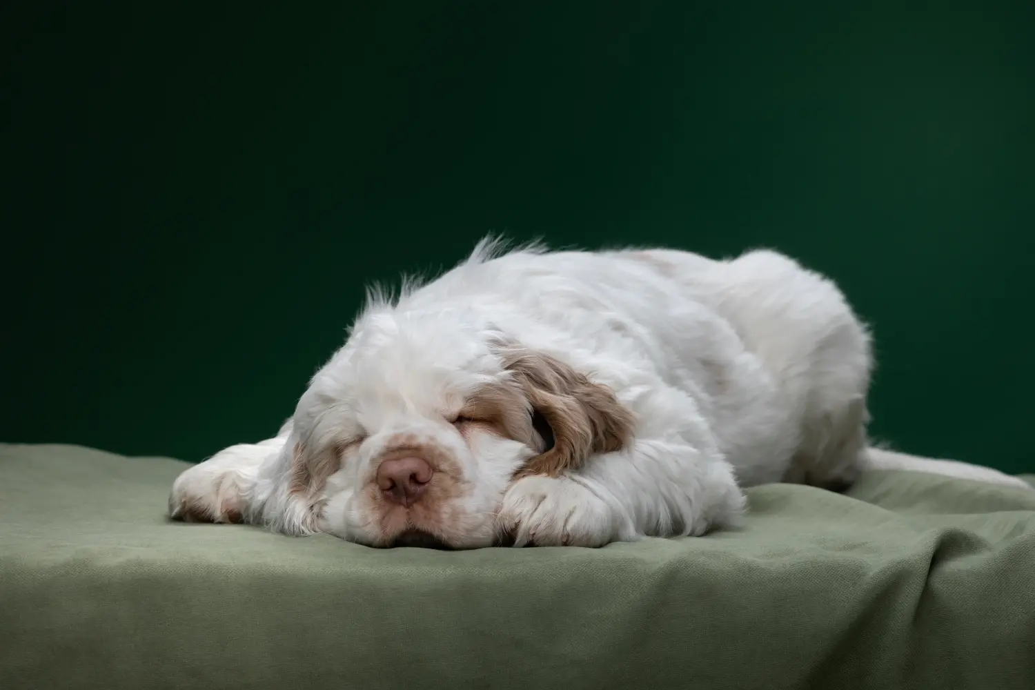 Buying a Clumber Spaniel puppy means taking responsibility! Buy Clumber Spaniel puppies.