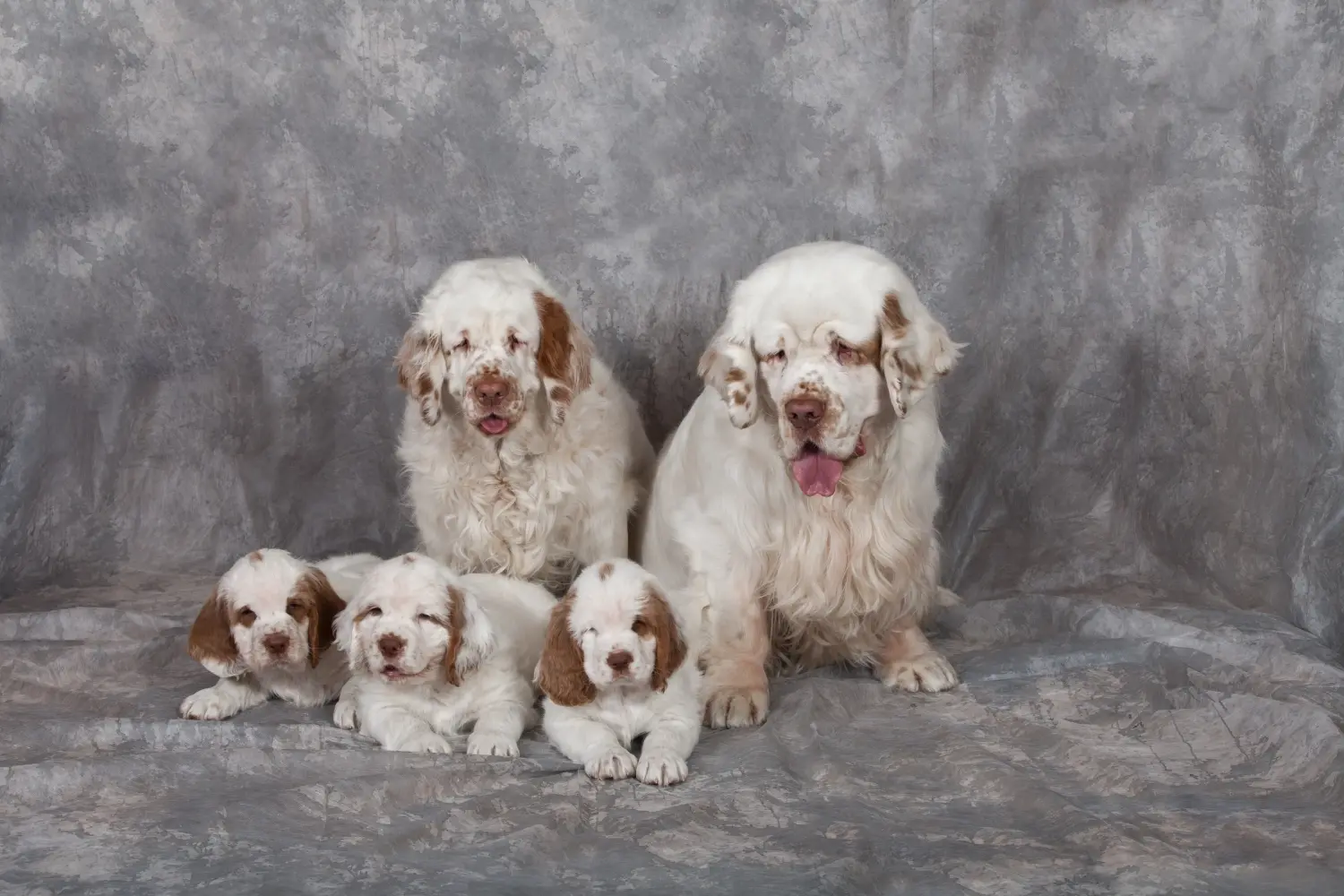Buying a Clumber Spaniel puppy means taking responsibility! Buy Clumber Spaniel puppies.
