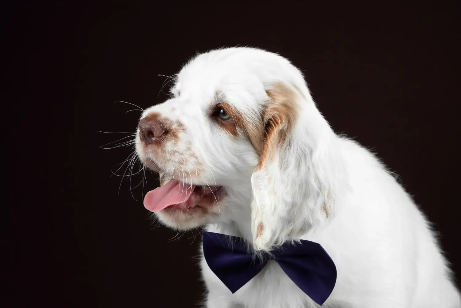 Buying a Clumber Spaniel puppy means taking responsibility! Buy Clumber Spaniel puppies.