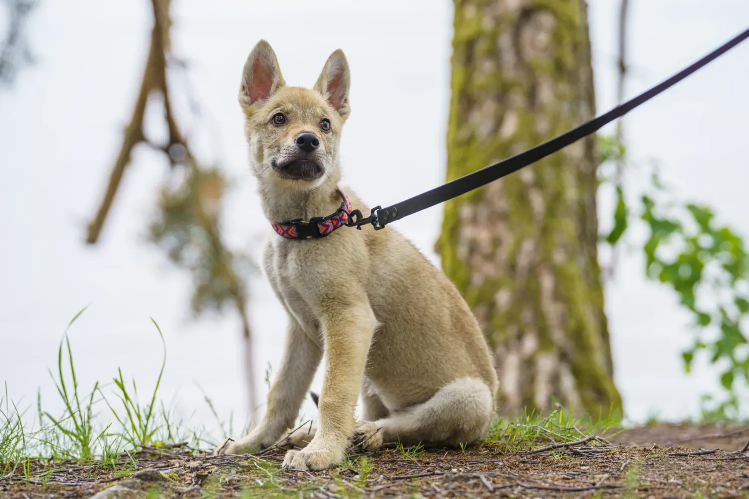 Buying a Czechoslovakian Wolfhound puppy means taking responsibility! Buy Czechoslovakian Wolfhound puppies.