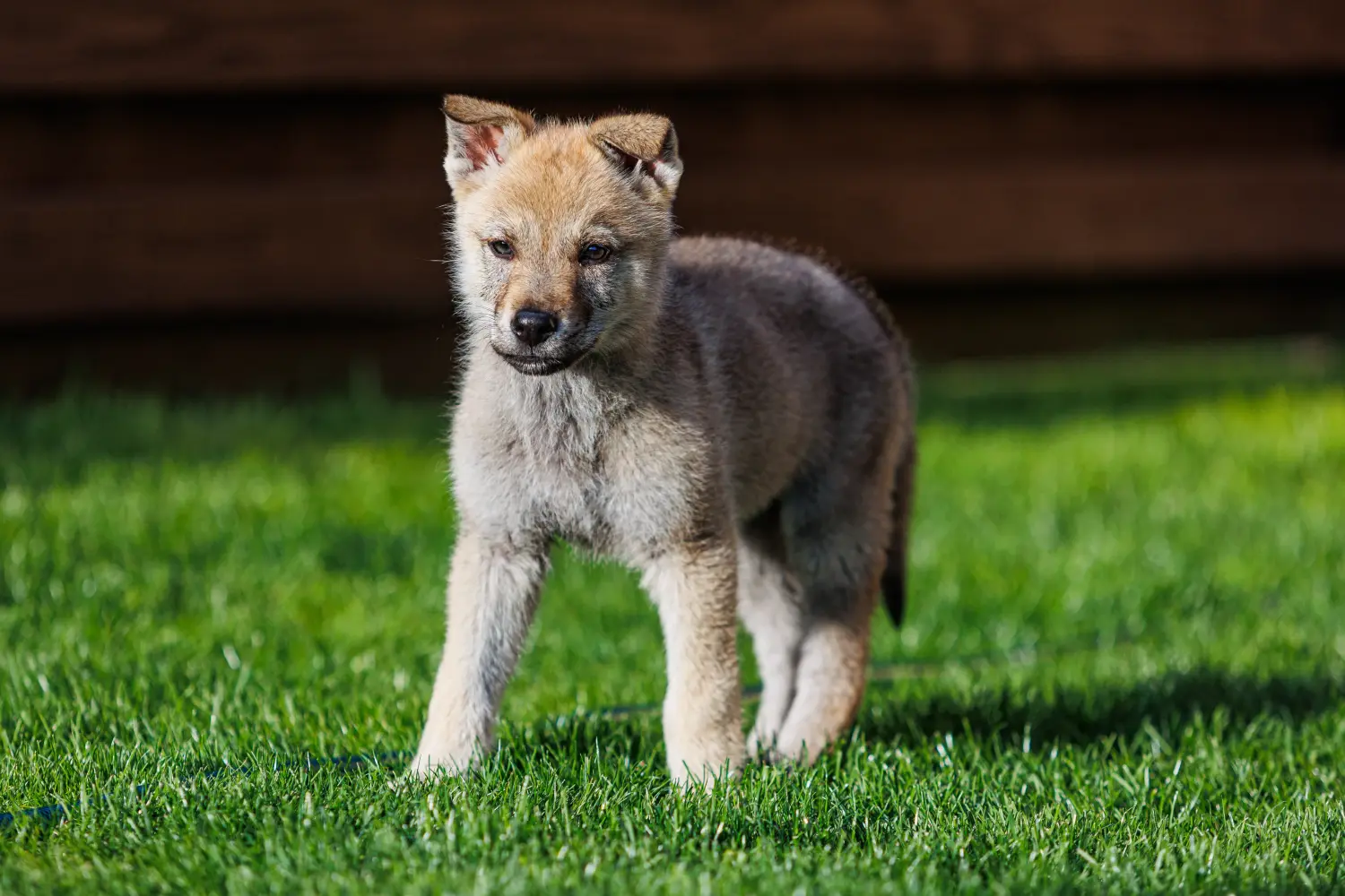 Buying a Czechoslovakian Wolfhound puppy means taking responsibility! Buy Czechoslovakian Wolfhound puppies.