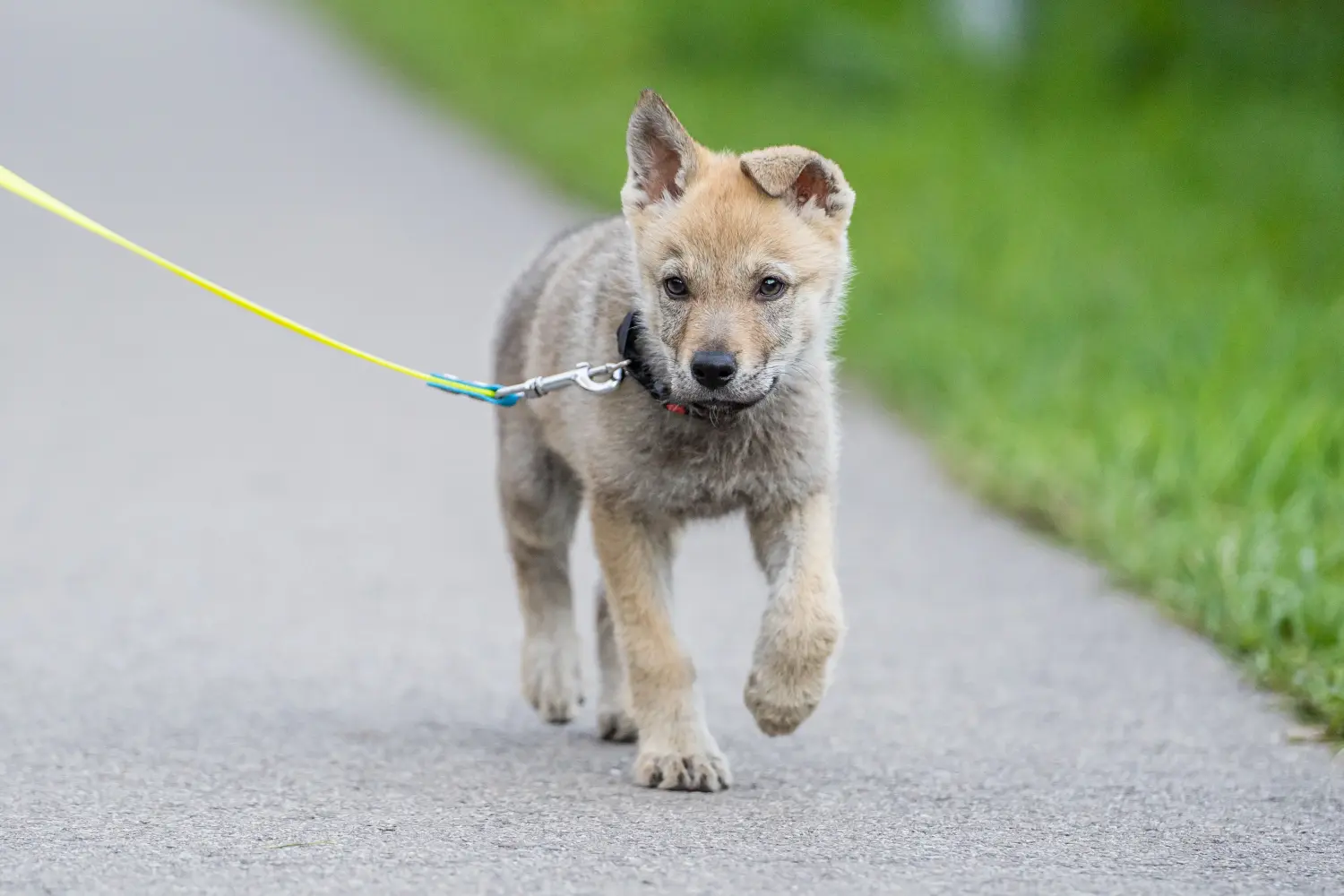 Buying a Czechoslovakian Wolfhound puppy means taking responsibility! Buy Czechoslovakian Wolfhound puppies.