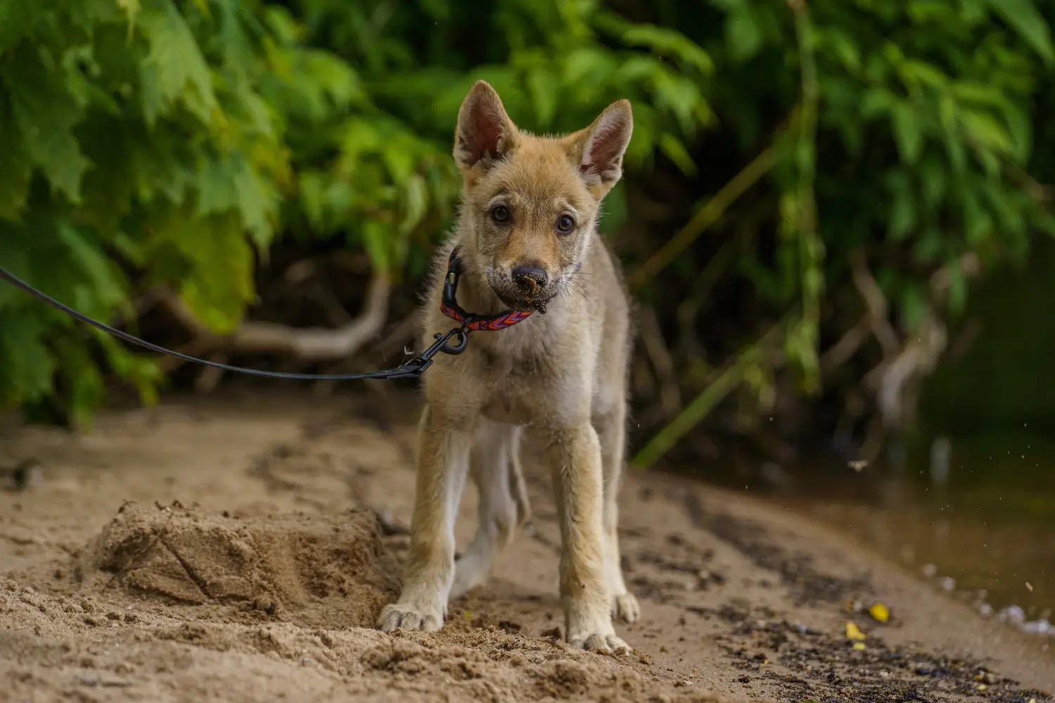 Buying a Czechoslovakian Wolfhound puppy means taking responsibility! Buy Czechoslovakian Wolfhound puppies.