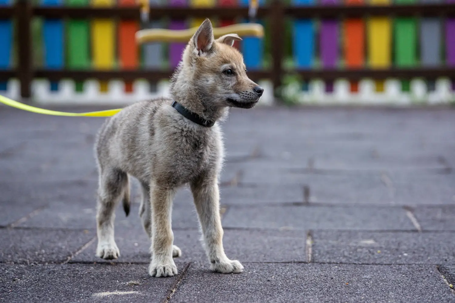 Buying a Czechoslovakian Wolfhound puppy means taking responsibility! Buy Czechoslovakian Wolfhound puppies.
