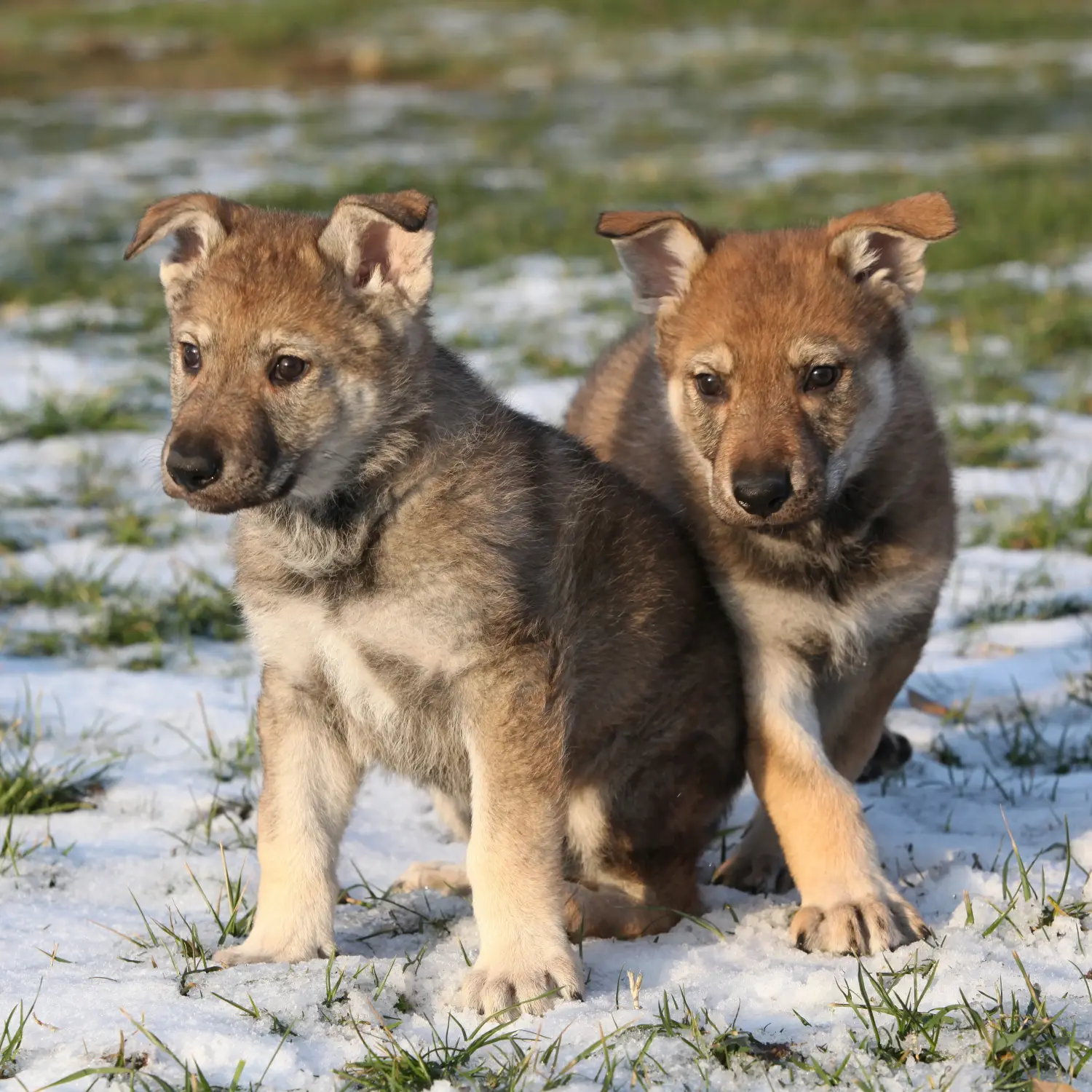 Buying a Czechoslovakian Wolfhound puppy means taking responsibility! Buy Czechoslovakian Wolfhound puppies.