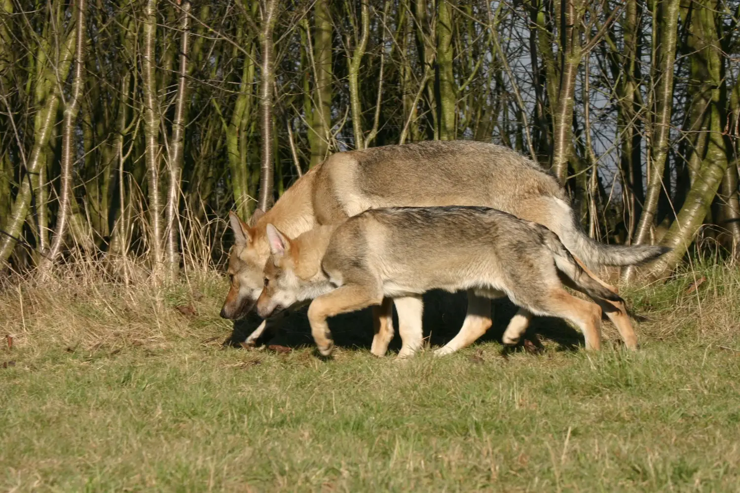 Buying a Czechoslovakian Wolfhound puppy means taking responsibility! Buy Czechoslovakian Wolfhound puppies.