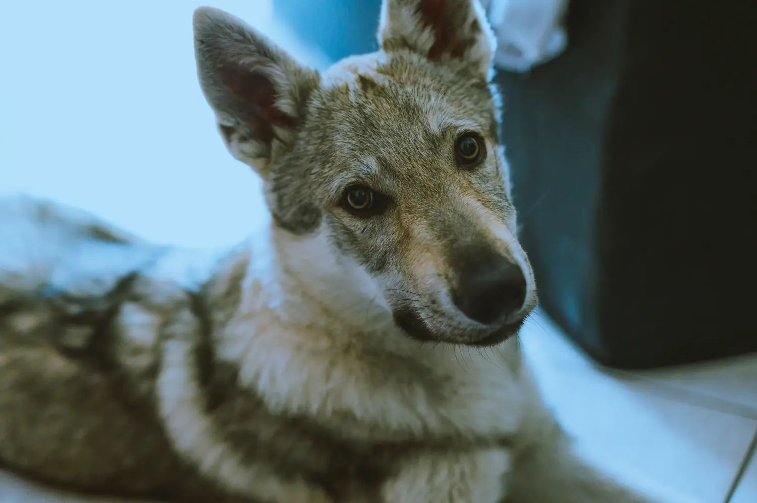 Buying a Czechoslovakian Wolfhound puppy means taking responsibility! Buy Czechoslovakian Wolfhound puppies.