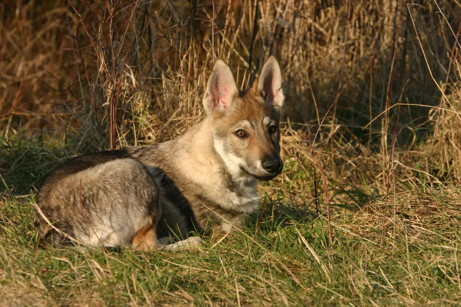 Buying a Czechoslovakian Wolfhound puppy means taking responsibility! Buy Czechoslovakian Wolfhound puppies.
