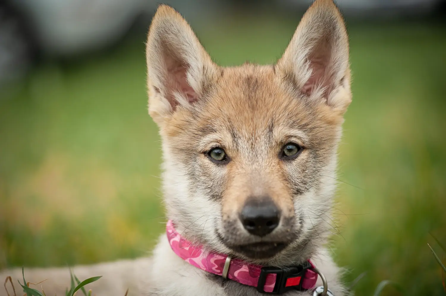 Buying a Czechoslovakian Wolfhound puppy means taking responsibility! Buy Czechoslovakian Wolfhound puppies.