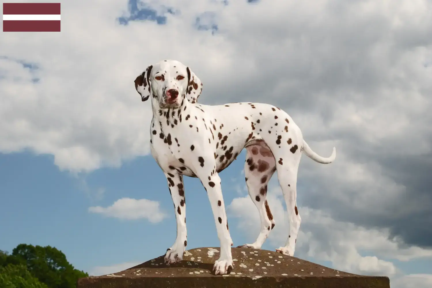 Dalmatian puppies and breeders Latvia Find Dalmatian breeders in Latvia here.