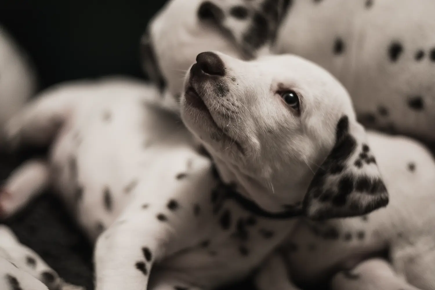 Buying a Dalmatian puppy means taking responsibility! Buy Dalmatian puppies.