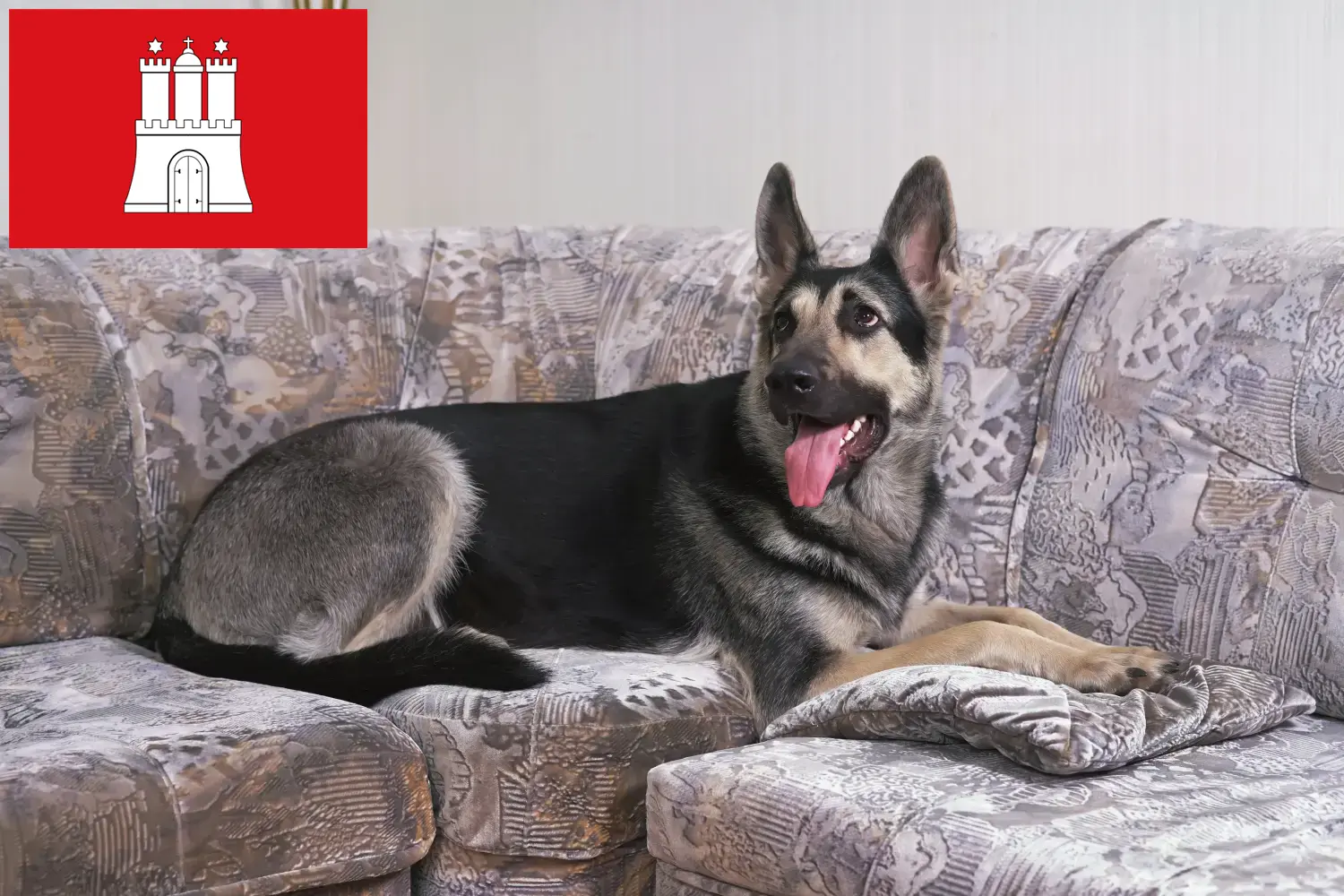 Eastern European Shepherd Puppies and Breeder Hamburg Here you can find Eastern European Shepherd Dog breeders in Hamburg.