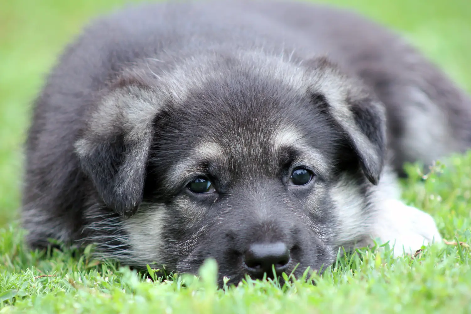 Buying an Eastern European Shepherd puppy means taking responsibility! Buy Eastern European Shepherd puppies.