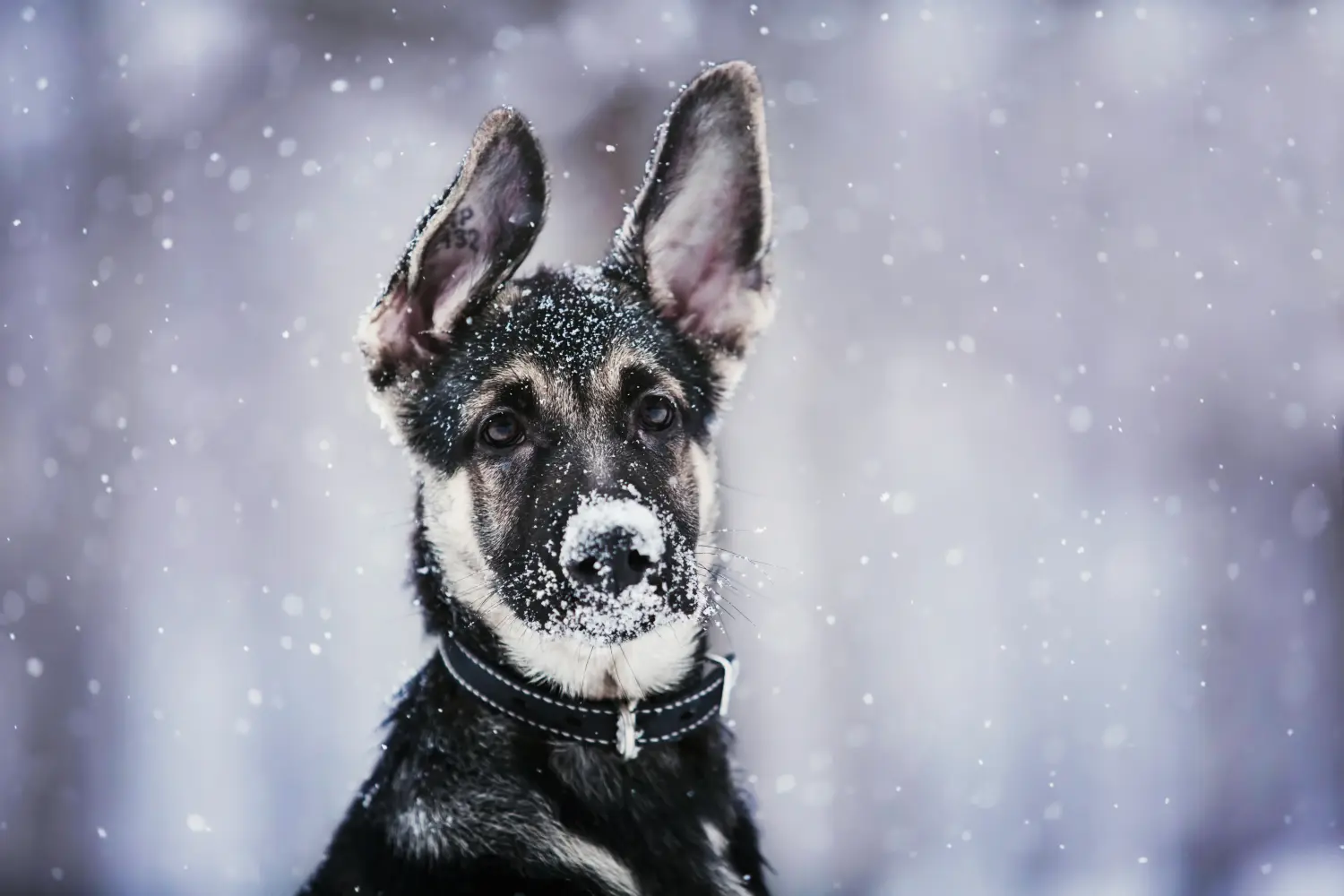 Buying an Eastern European Shepherd puppy means taking responsibility! Buy Eastern European Shepherd puppies.