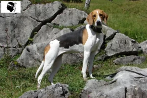 Read more about the article French hound breeder and puppies in Corsica