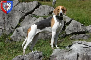 Read more about the article French hound breeder and puppies in Pays de la Loire