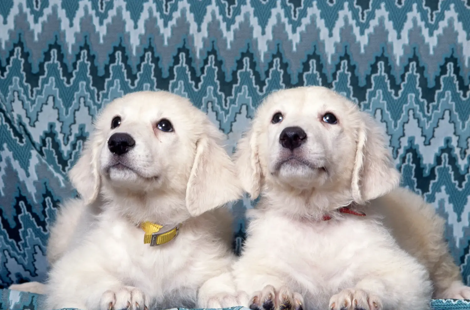 Buying a Kuvasz puppy means taking responsibility! Buy Kuvasz puppies.