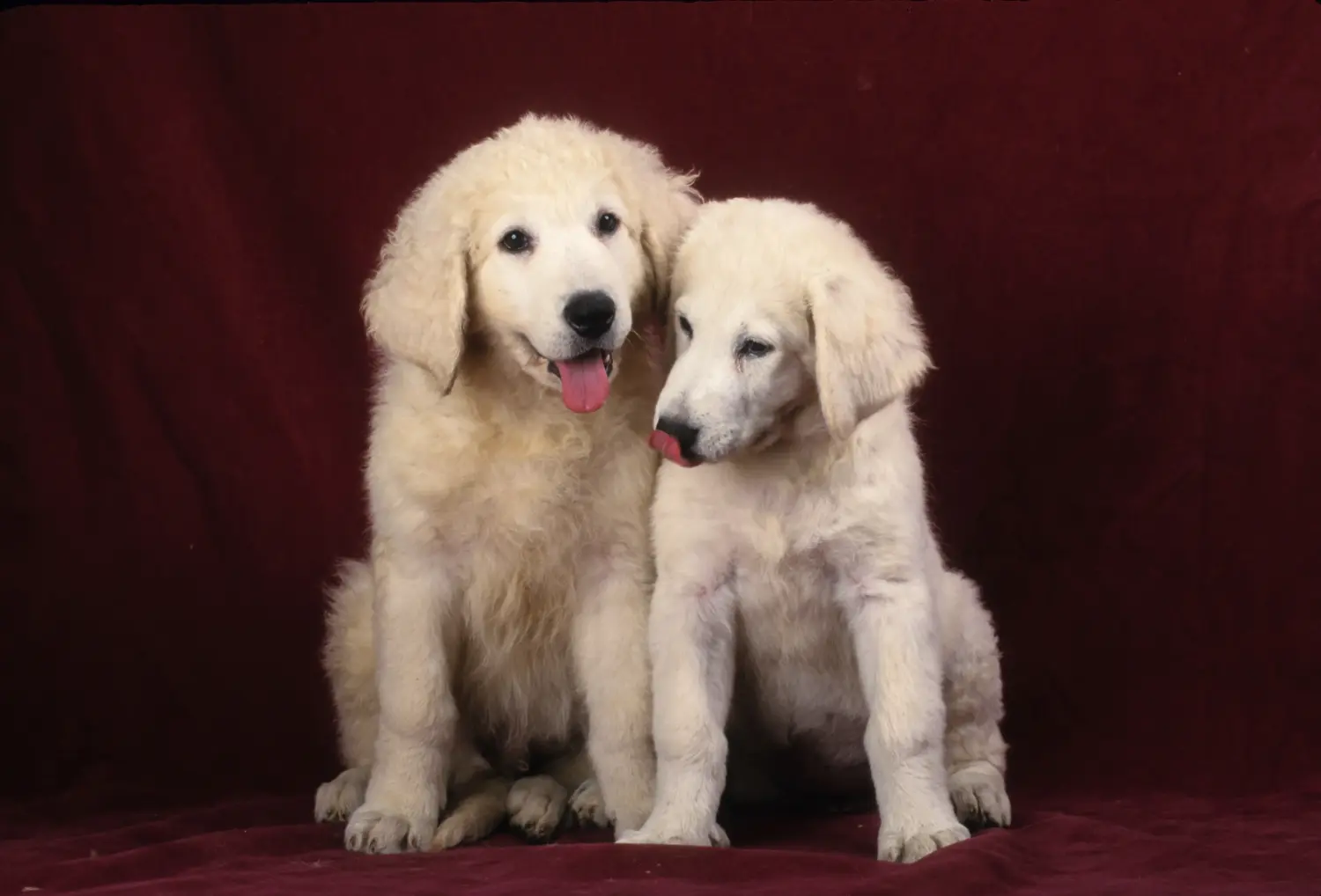 Buying a Kuvasz puppy means taking responsibility! Buy Kuvasz puppies.