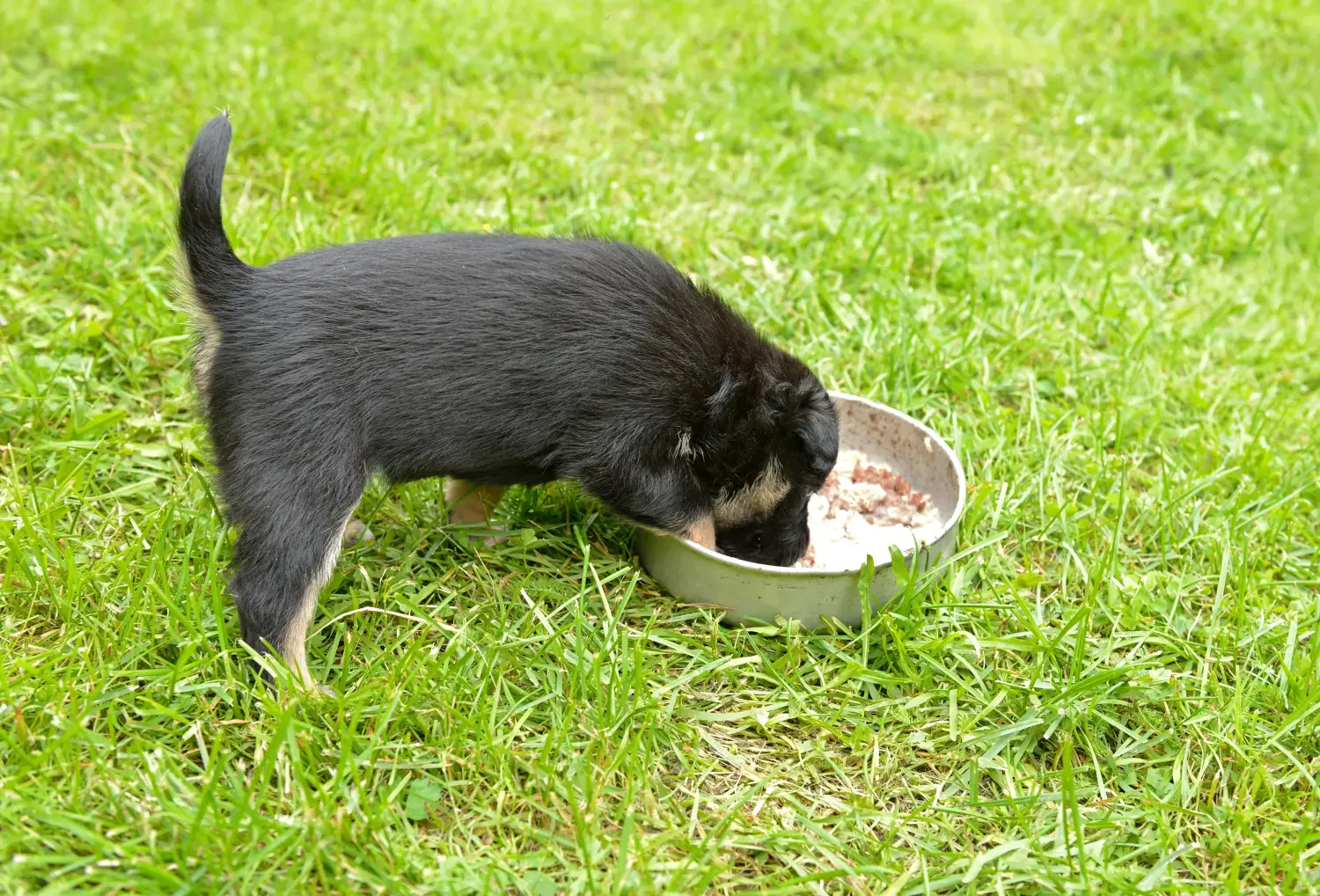 Buying a Lappish reindeer dog puppy means taking responsibility! Buy Lappish reindeer dog puppies.