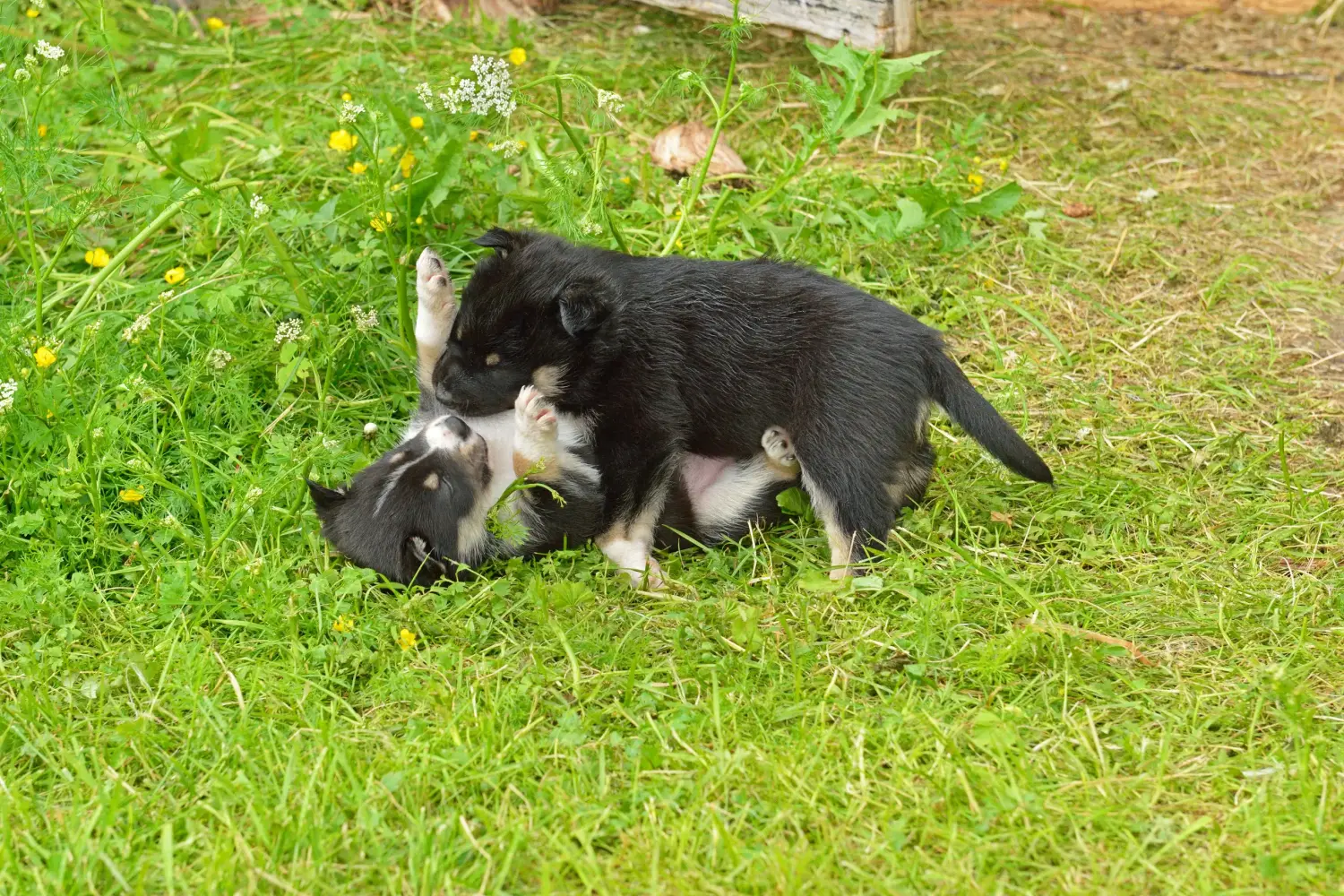 Buying a Lappish reindeer dog puppy means taking responsibility! Buy Lappish reindeer dog puppies.
