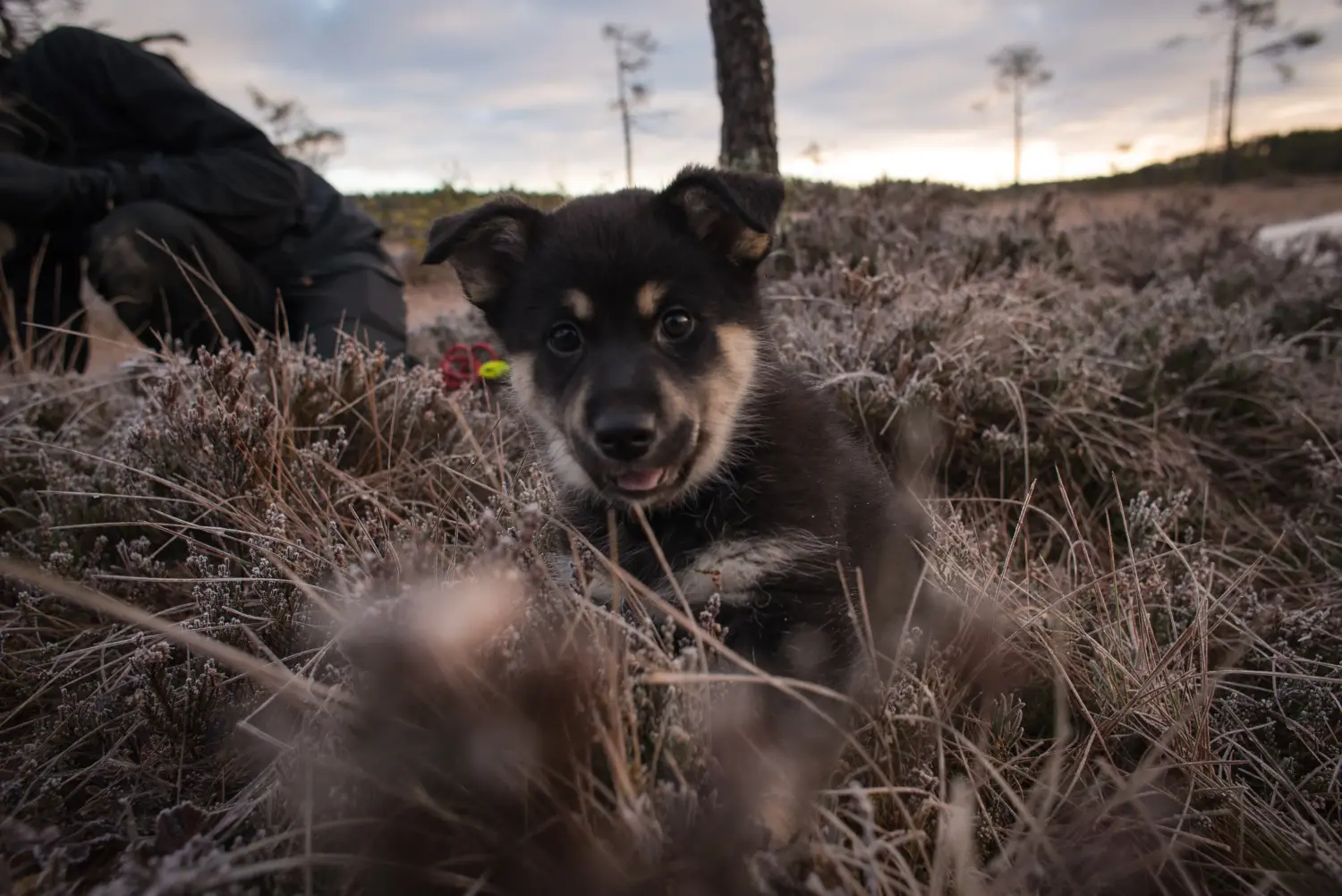 Buying a Lappish reindeer dog puppy means taking responsibility! Buy Lappish reindeer dog puppies.