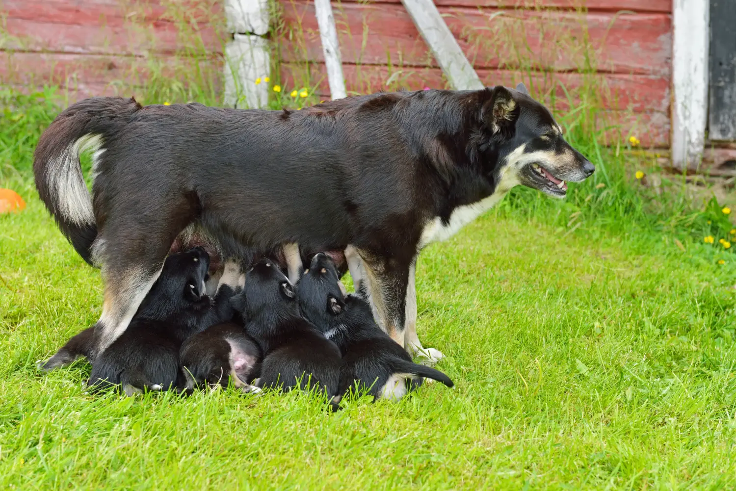 Buying a Lappish reindeer dog puppy means taking responsibility! Buy Lappish reindeer dog puppies.