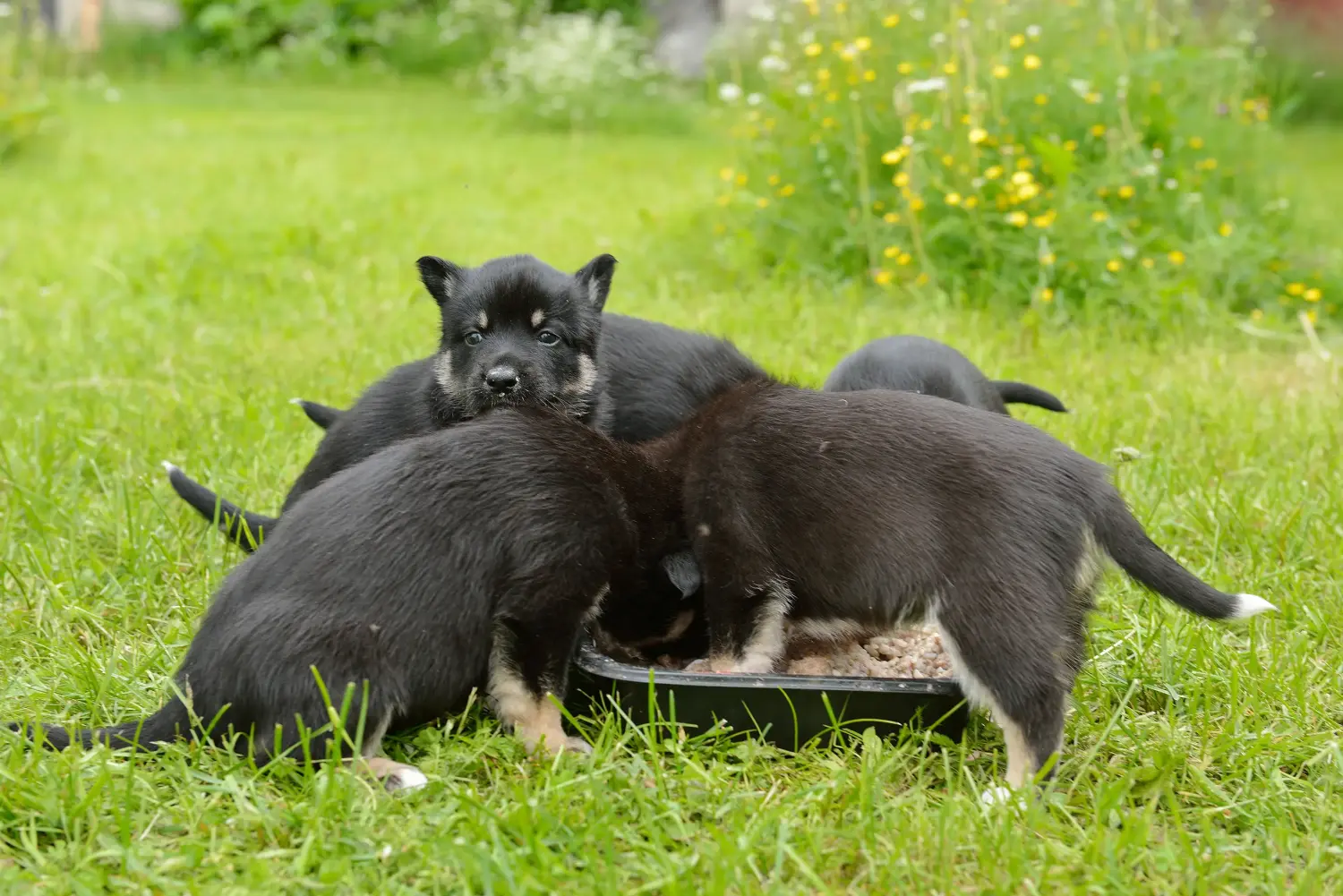Buying a Lappish reindeer dog puppy means taking responsibility! Buy Lappish reindeer dog puppies.
