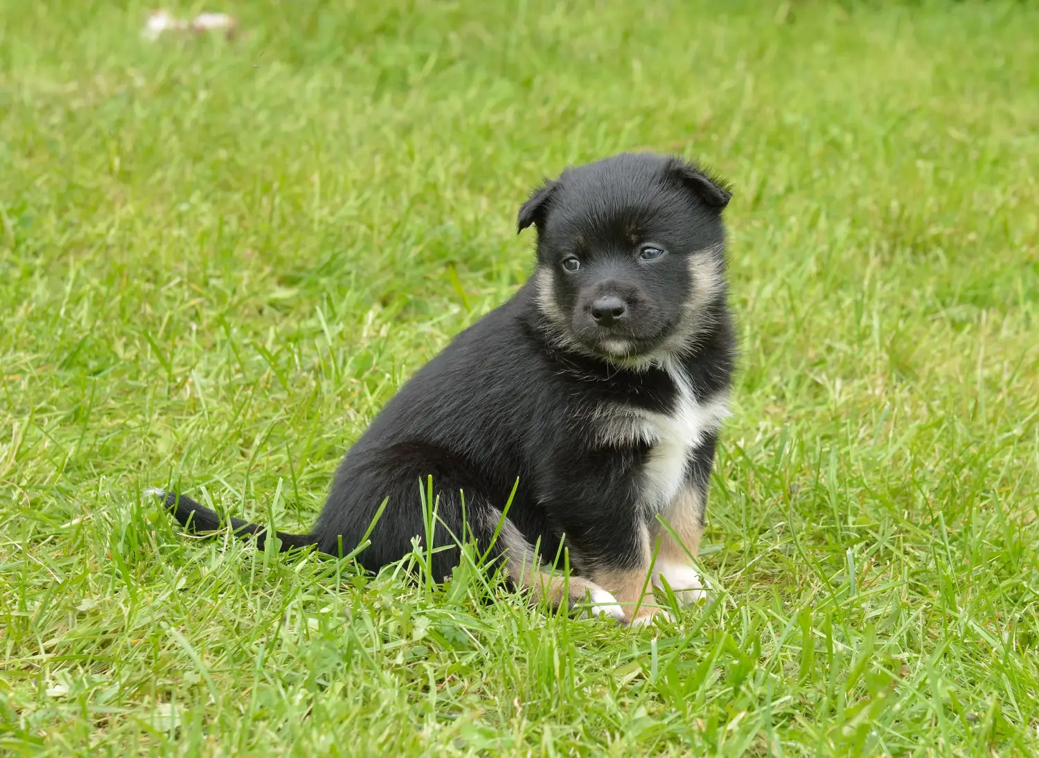 Buying a Lappish reindeer dog puppy means taking responsibility! Buy Lappish reindeer dog puppies.