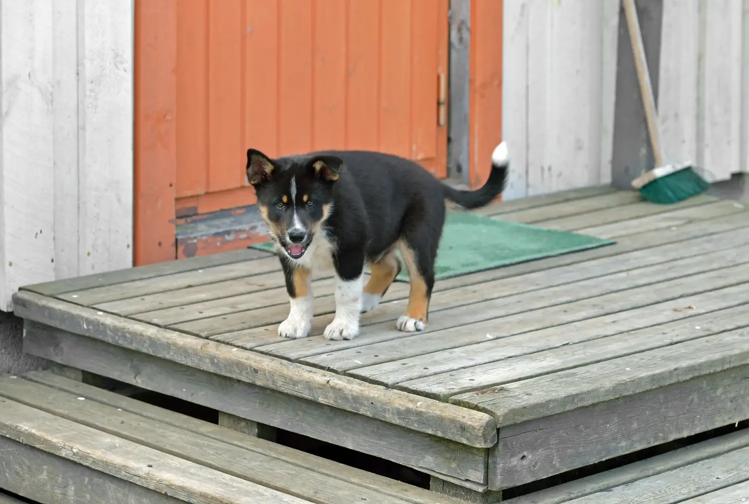 Buying a Lappish reindeer dog puppy means taking responsibility! Buy Lappish reindeer dog puppies.