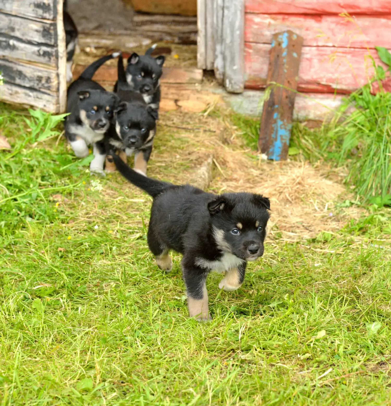 Buying a Lappish reindeer dog puppy means taking responsibility! Buy Lappish reindeer dog puppies.