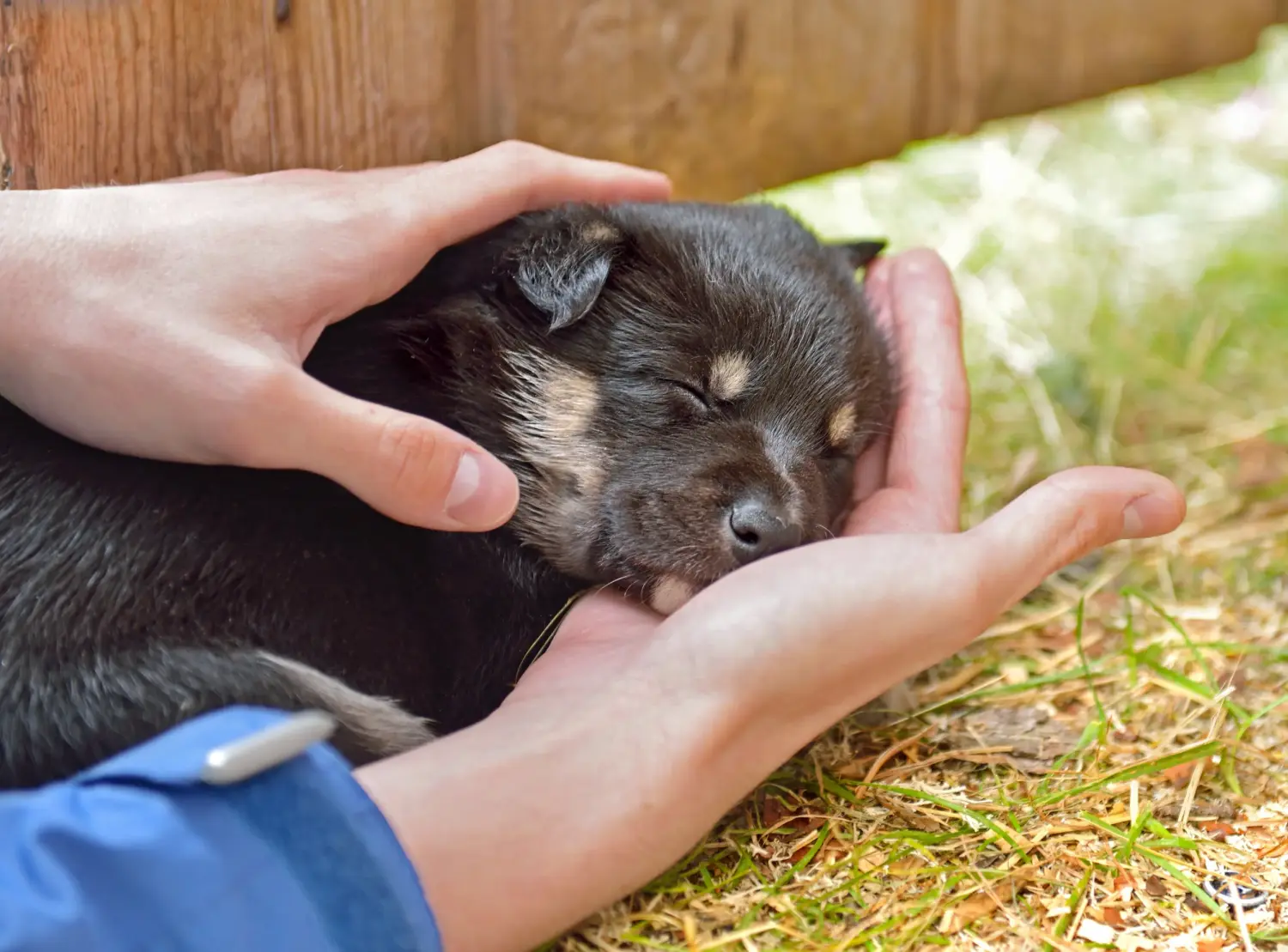 Buying a Lappish reindeer dog puppy means taking responsibility! Buy Lappish reindeer dog puppies.