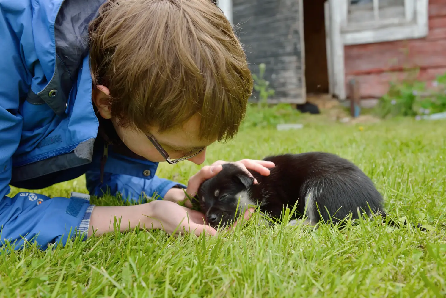 Buying a Lappish reindeer dog puppy means taking responsibility! Buy Lappish reindeer dog puppies.