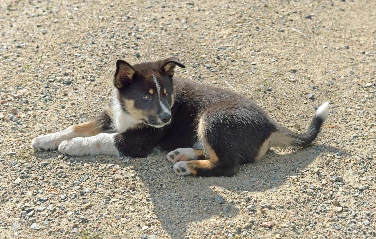 Buying a Lappish reindeer dog puppy means taking responsibility! Buy Lappish reindeer dog puppies.