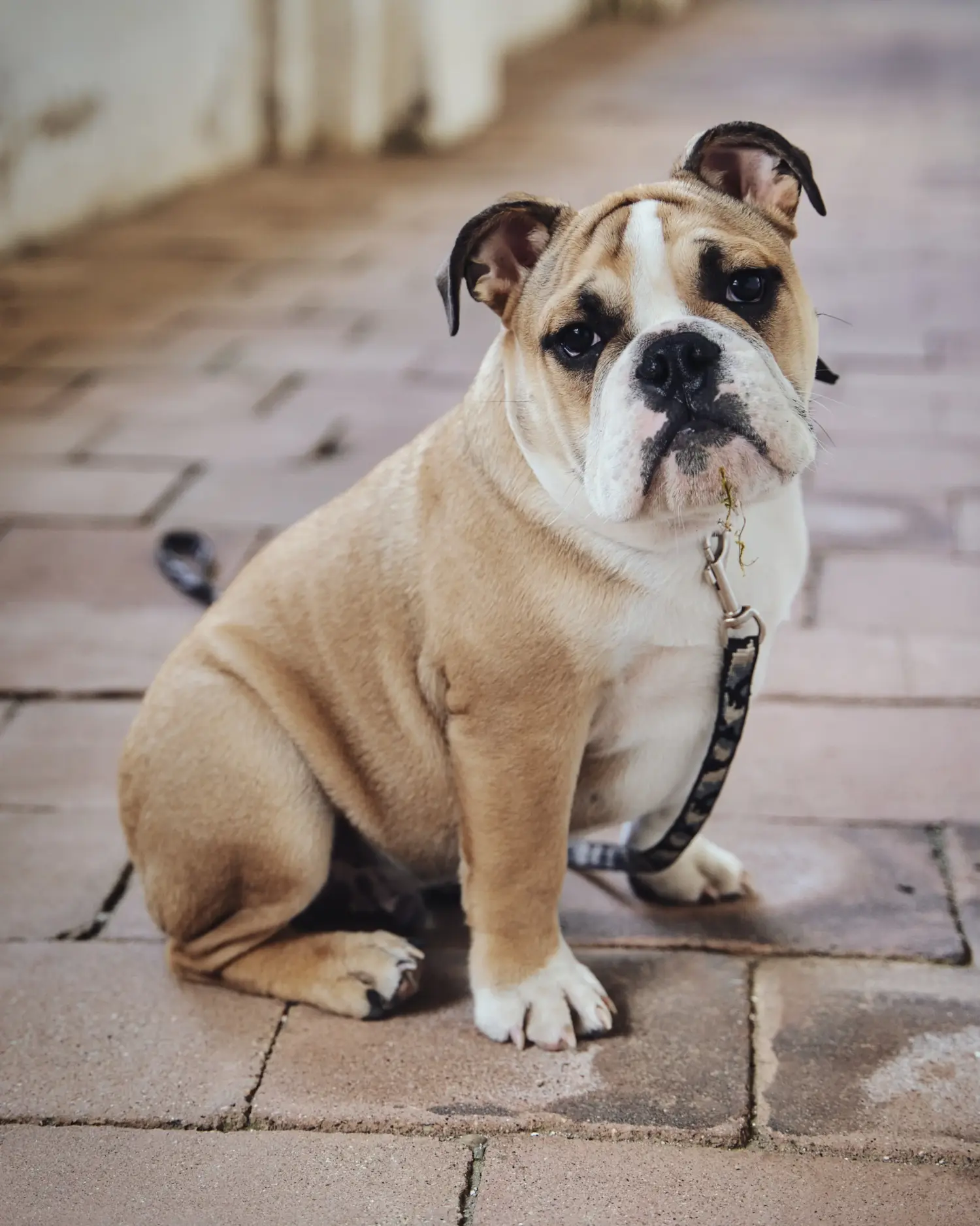 Buying an Olde English Bulldog puppy means taking responsibility! Buy Olde English Bulldog puppies.