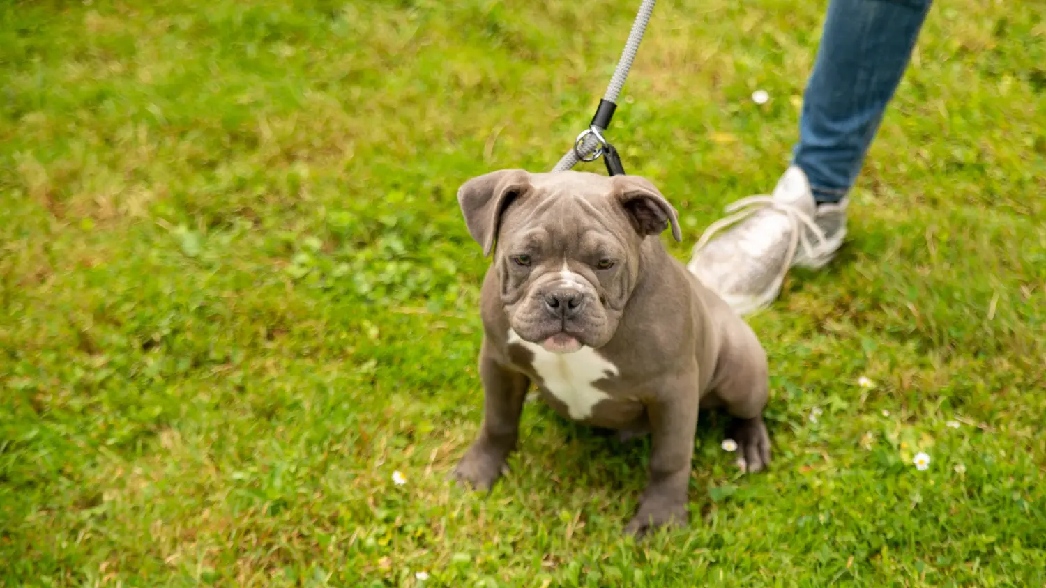 Buying an Olde English Bulldog puppy means taking responsibility! Buy Olde English Bulldog puppies.