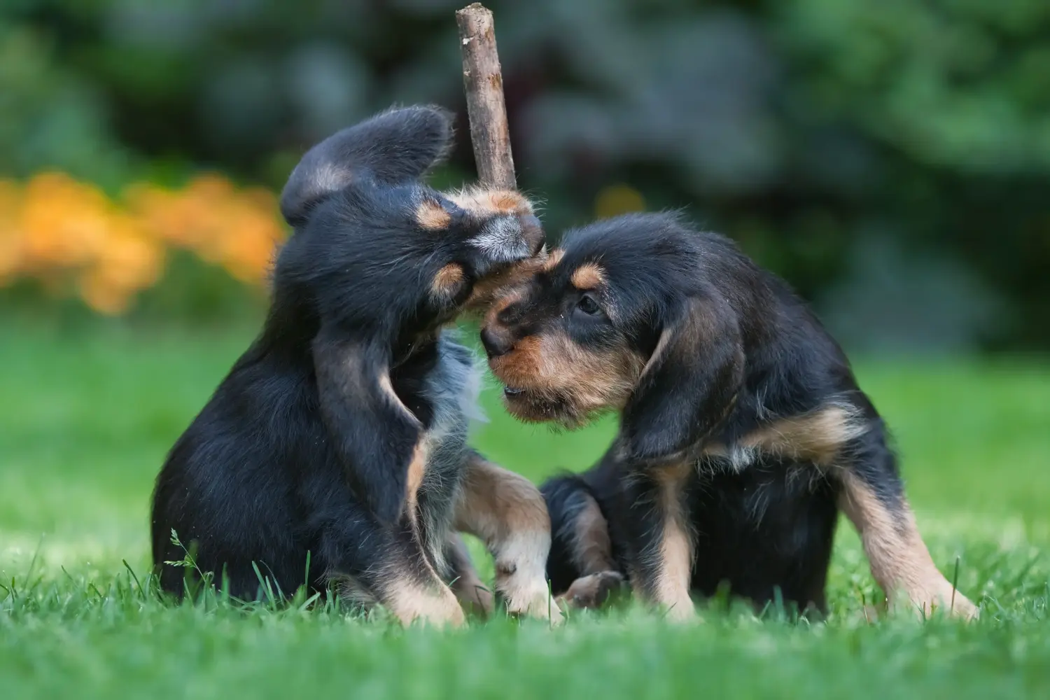Buying an Otterhund puppy means taking responsibility! Buy Otterhund puppies.