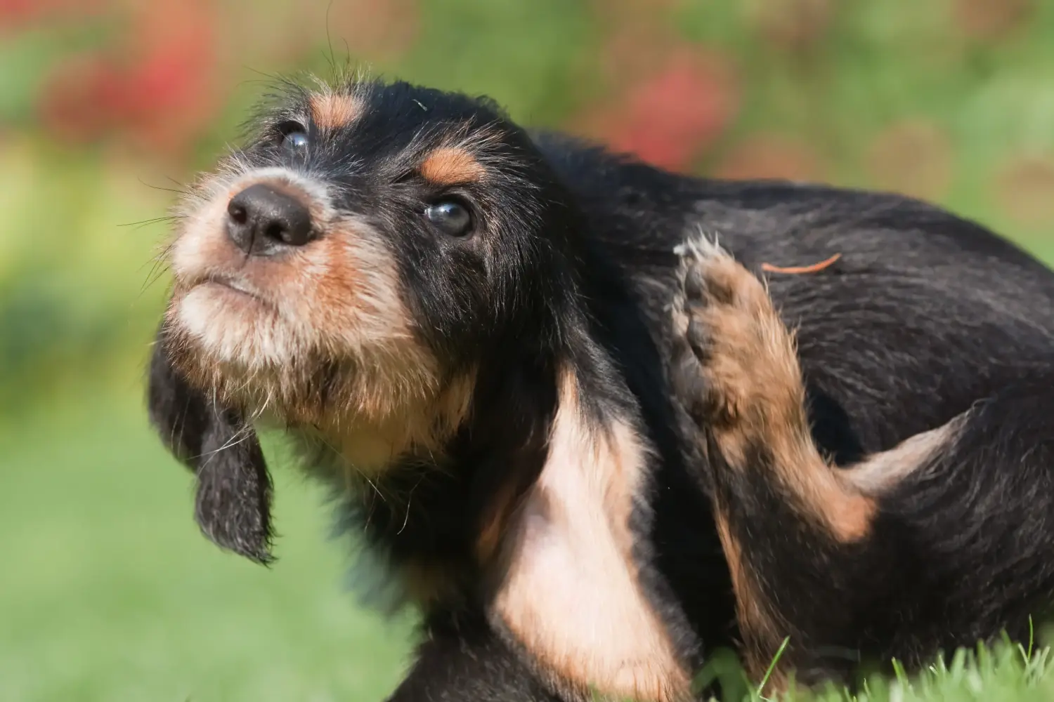 Buying an Otterhund puppy means taking responsibility! Buy Otterhund puppies.