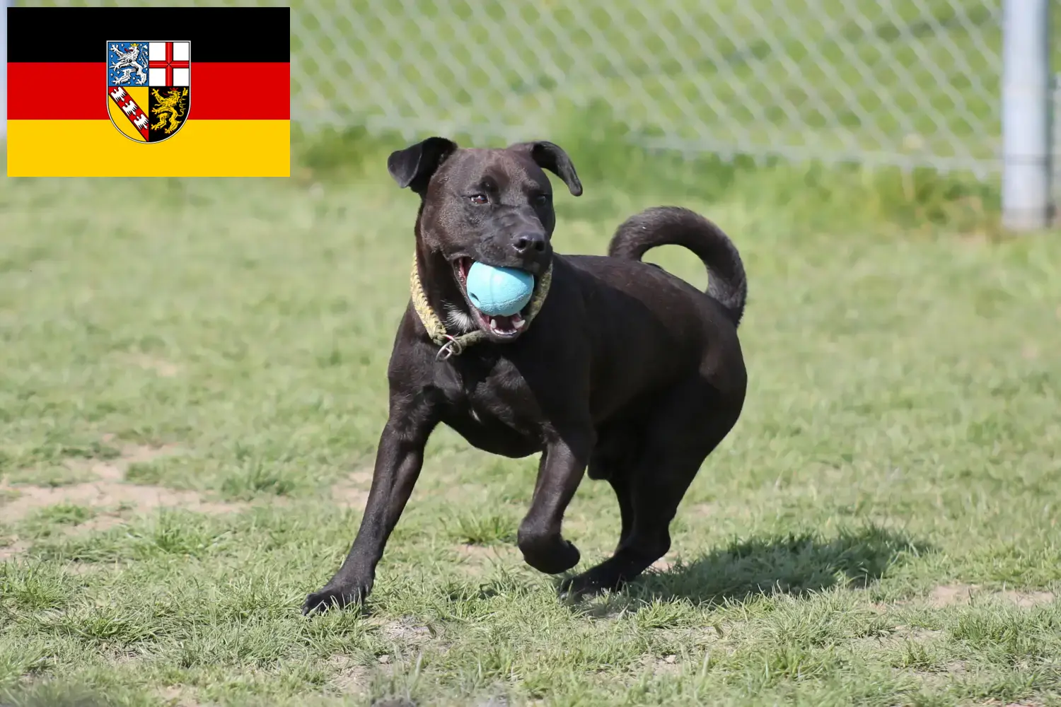 Patterdale Terrier puppies and breeders Saarland Here you can find Patterdale Terrier breeders im Saarland.