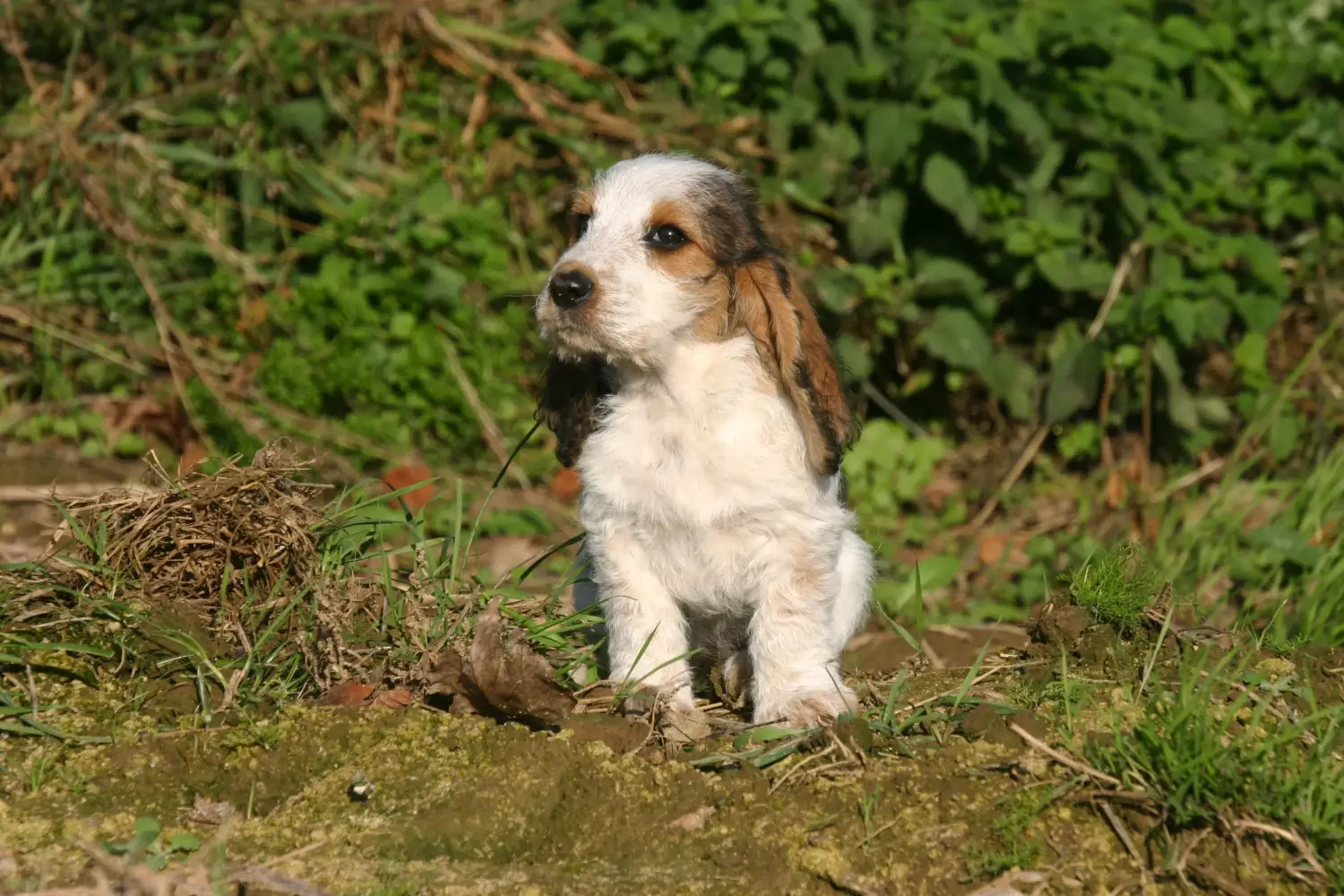Buying a Petit Basset Griffon Vendéen puppy means taking responsibility! Petit Basset Griffon Vendéen puppies for sale.