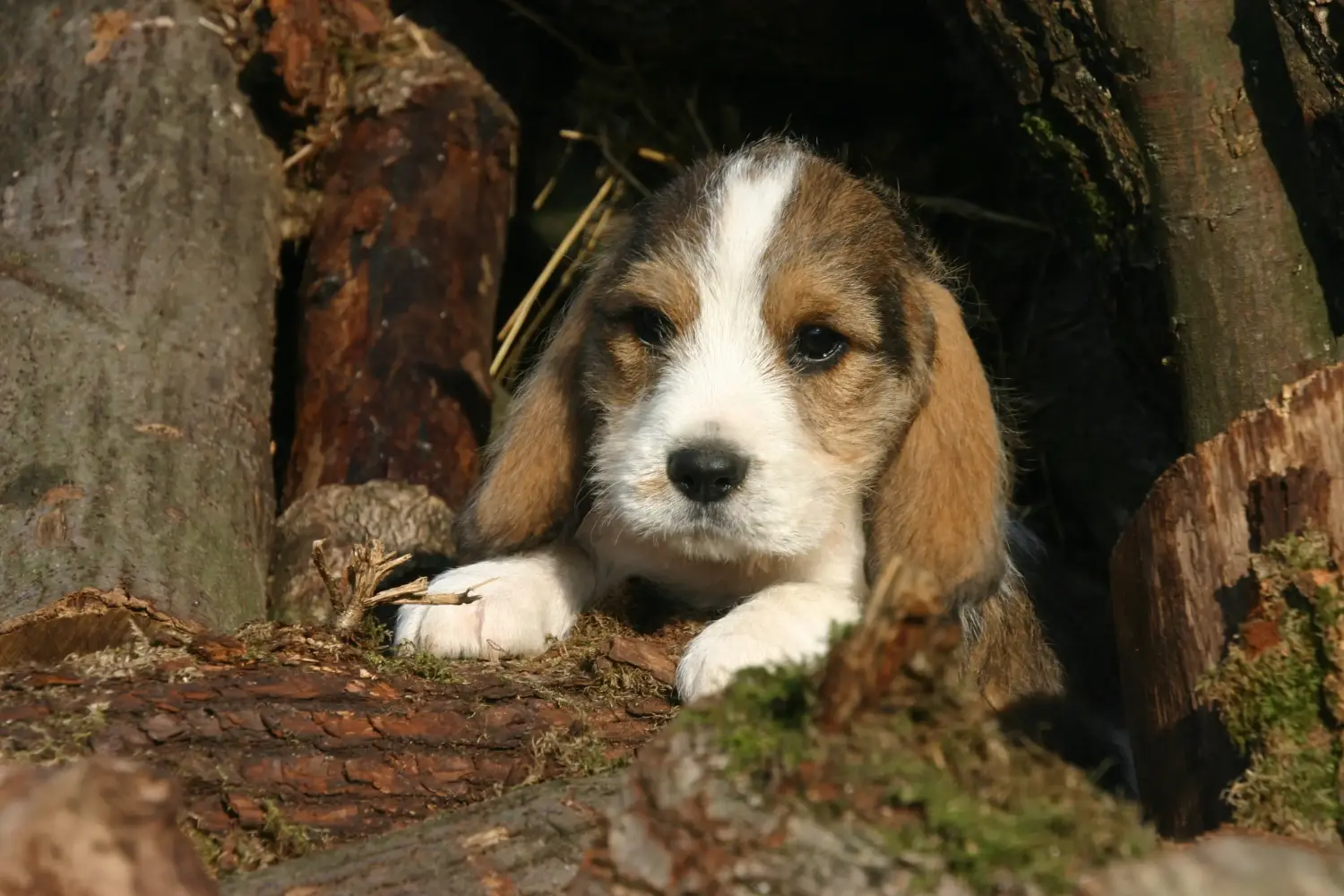 Buying a Petit Basset Griffon Vendéen puppy means taking responsibility! Petit Basset Griffon Vendéen puppies for sale.