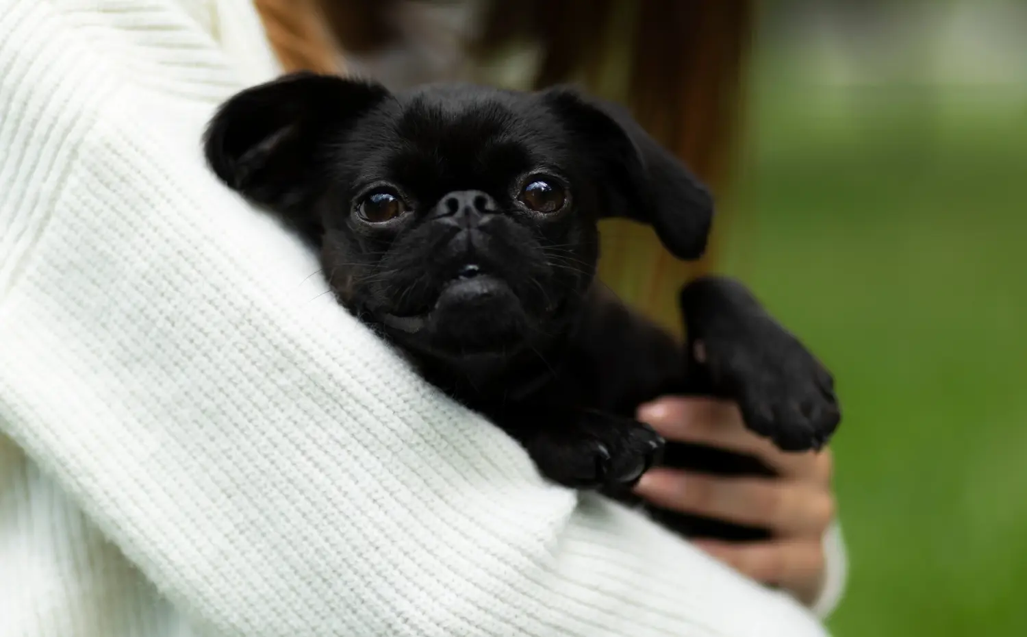 Buying a Petit Brabançon puppy means taking responsibility! Buy Petit Brabançon puppies.